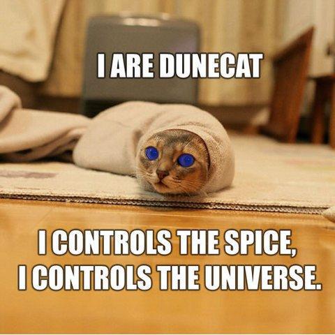 I are Dunecat