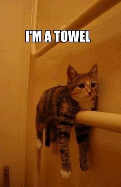 I'm a towel
