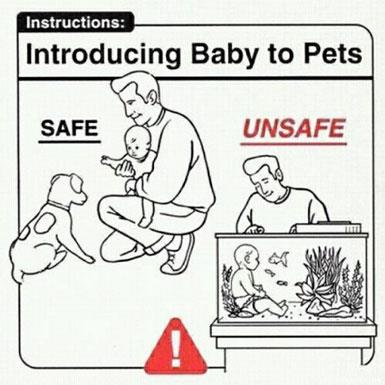 Introducing baby to pets
