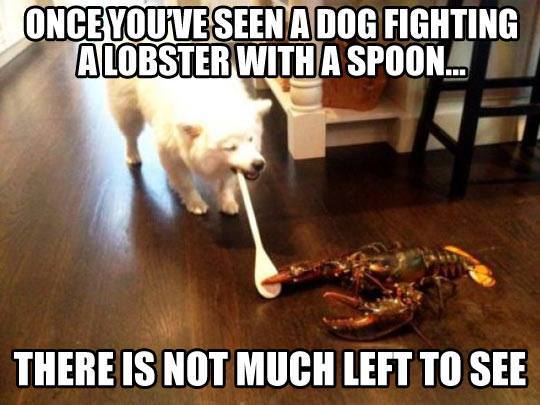 Lobster battles dog for control of the spoon of power