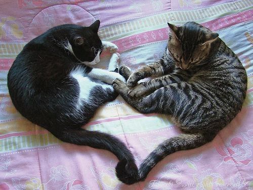Love Heart Cats