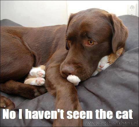 No I haven't seen the cat
