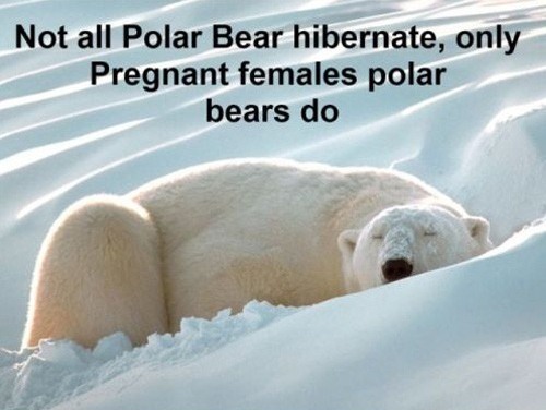 Not All Polar Bears Hibernate
