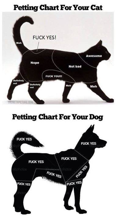 Petting chart for your cat and dog