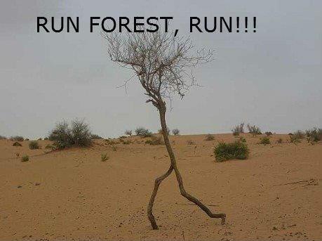 Run Forest Run2