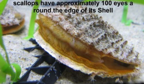 Scallops have approximatley 100 eyes