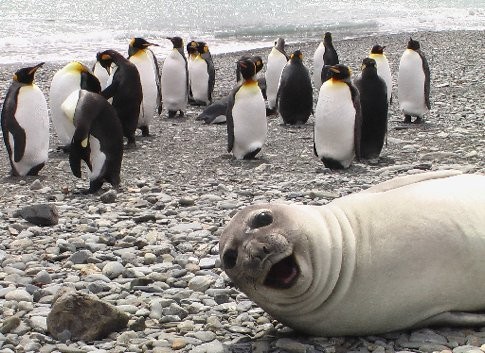Seal Loving the photobomb