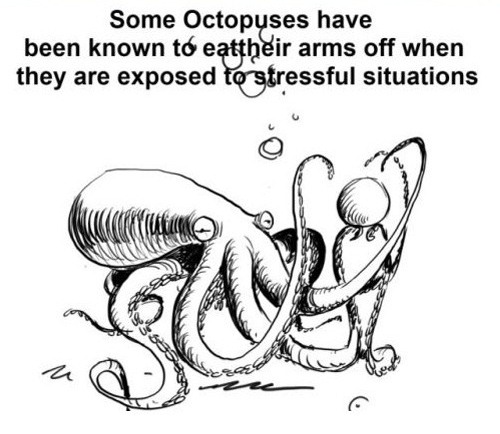 Some Octopuses have been known to eat