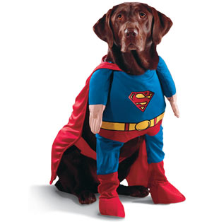 Superman Dog