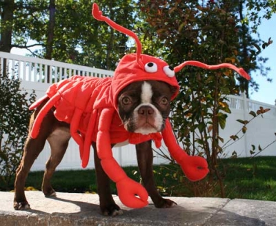 The Lobster Dog