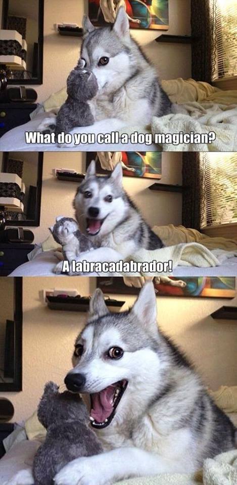 What do you call a dog magician
