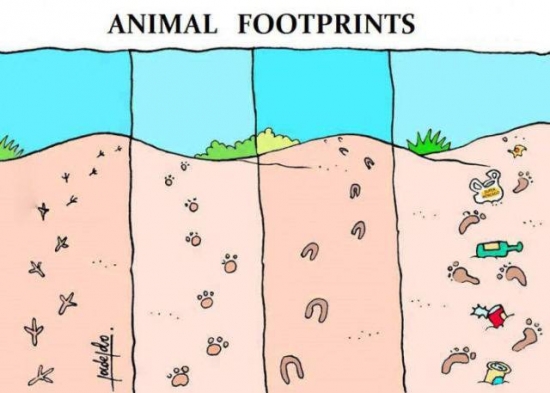 Animal footprints....