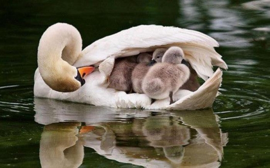 Baby swans under wing