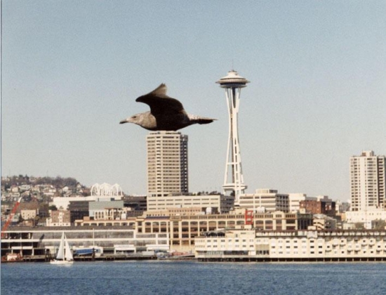 Bird On Seattle