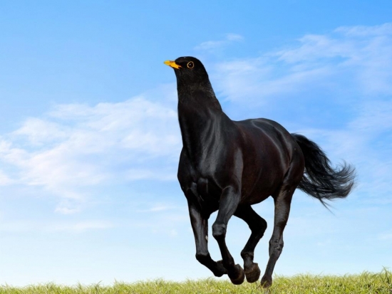 Black Horse Bird