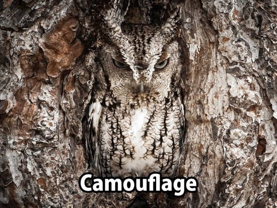 Camouflage sometimes does work
