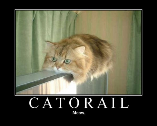 Catorail Meow