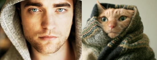 Cats That Look Like Male Models 10