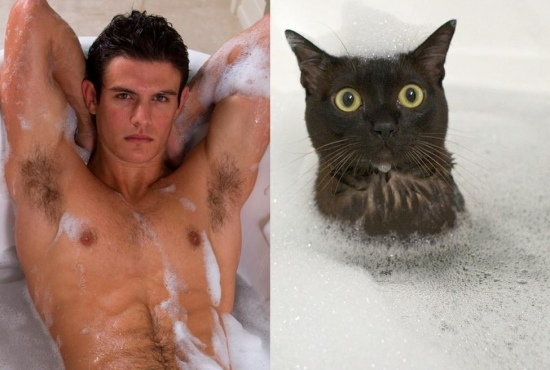 Cats That Look Like Male Models 13