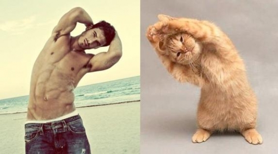 Cats That Look Like Male Models 14