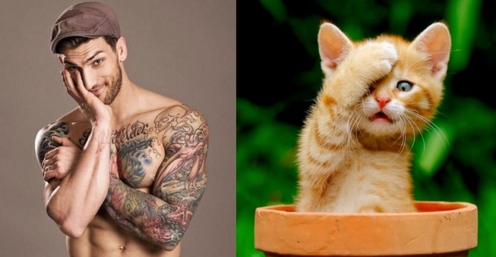 Cats That Look Like Male Models 15