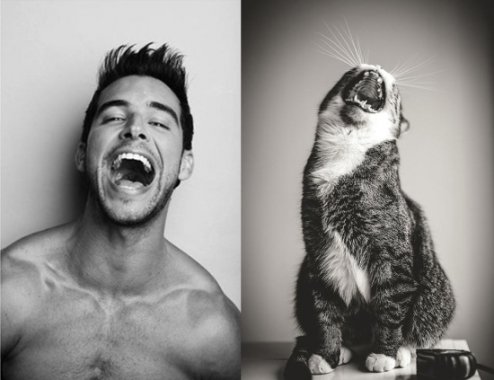 Cats That Look Like Male Models 21