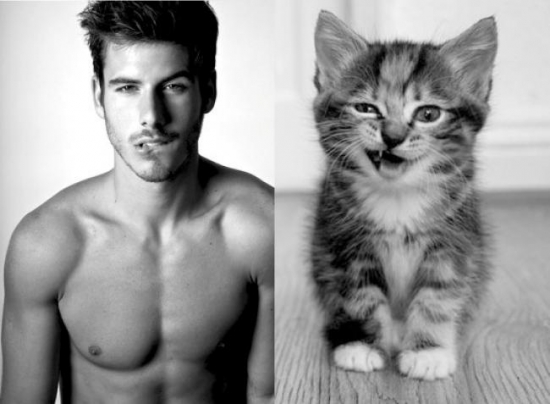 Cats That Look Like Male Models 9