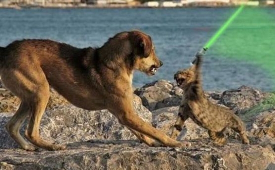 Cats with lightsabers 16