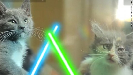 Cats with lightsabers 18