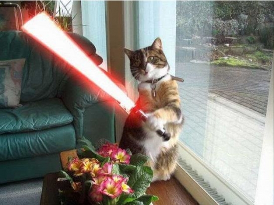 Cats with lightsabers 24