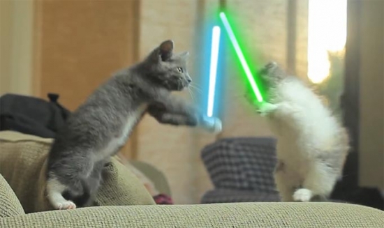 Cats with lightsabers 43
