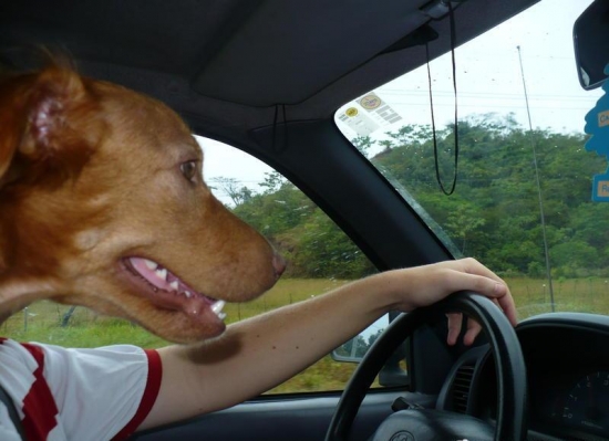 Dog Driving Seems Legit