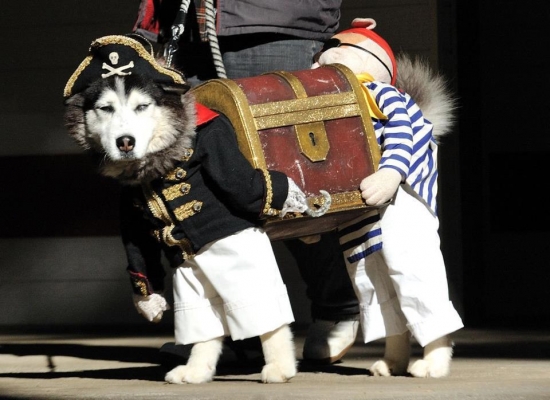 Dog Pirate