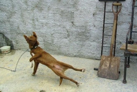 Doggy Breakdance