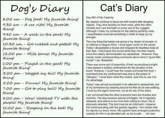 Dogs vs Cats Diary