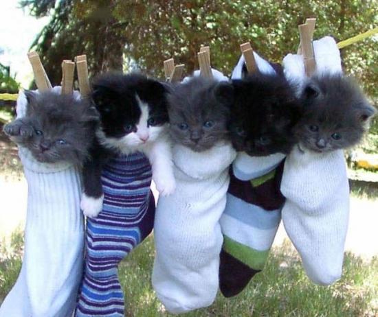 Five cute kittens in socks