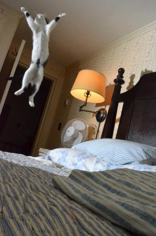 Flying Cat Is Flying