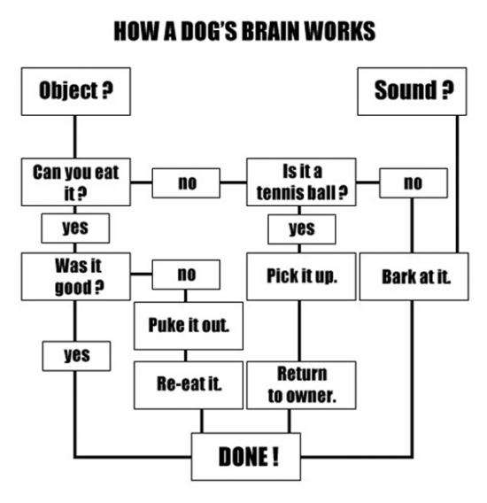 How a dogs brain works