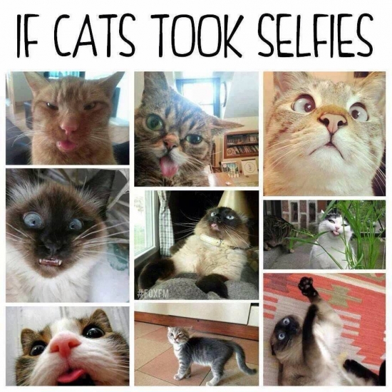 If cats took selfies