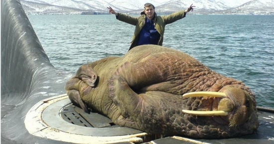 Just a walrus on a submarine