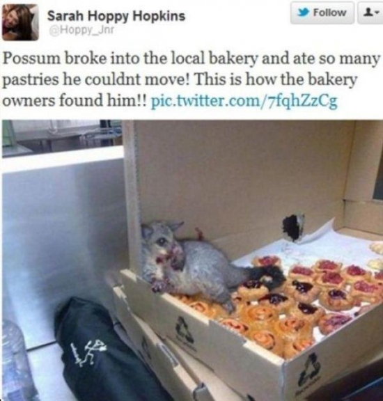 Possum broke in to the local bakery