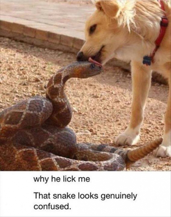 That snakes looks genuinely confused