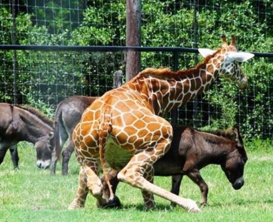 This Giraffe is making an ass of...