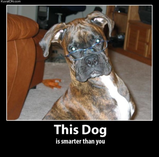 This dog is smarter than you