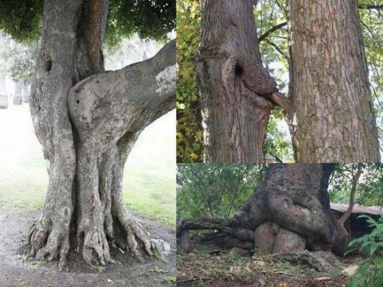 Trees being dicks