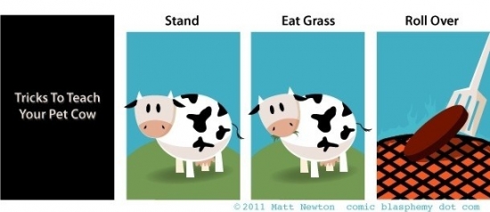 Tricks to teach your pet cow