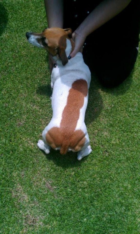 Unlucky marking dog
