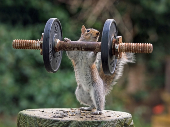 Weightlifter Squirrel