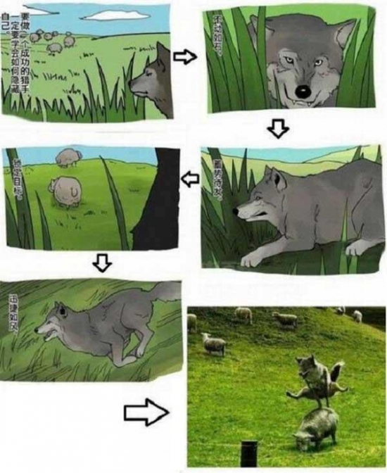 Why wolves stalk sheep