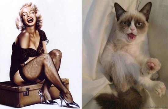 cats that look like pin up girls 1